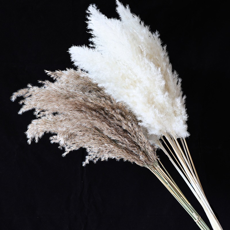 10Pcs Colorful Natural Reeds P - огляд і ціна Florist Supply Vases