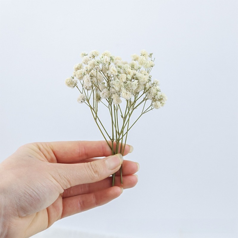 50pcs Natural Dried Gypsophila - огляд і ціна Florist Supply Vases
